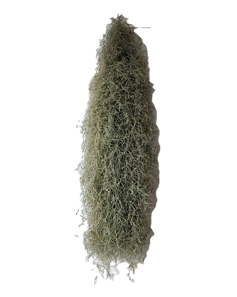 Tillandsia usneoides L (barba de viejo); planta del aire, larga y ancha; Curiosarium; Largo 60-70 Cm; Diám. 15-20 Cm