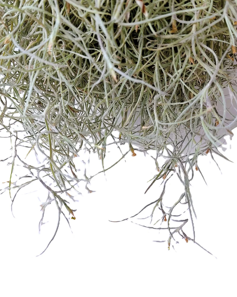 Tillandsia usneoides L (barba de viejo); planta del aire, larga y ancha; Curiosarium; Largo 60-70 Cm; Diám. 15-20 Cm