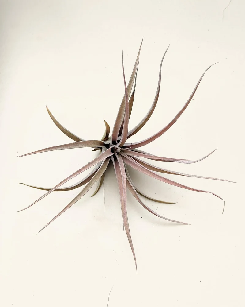 Tillandsia capitata 'Peach'; tillandsia melocotón, planta del aire; Curiosarium; altura 10-20 cm, Diámetro 12-25 cm