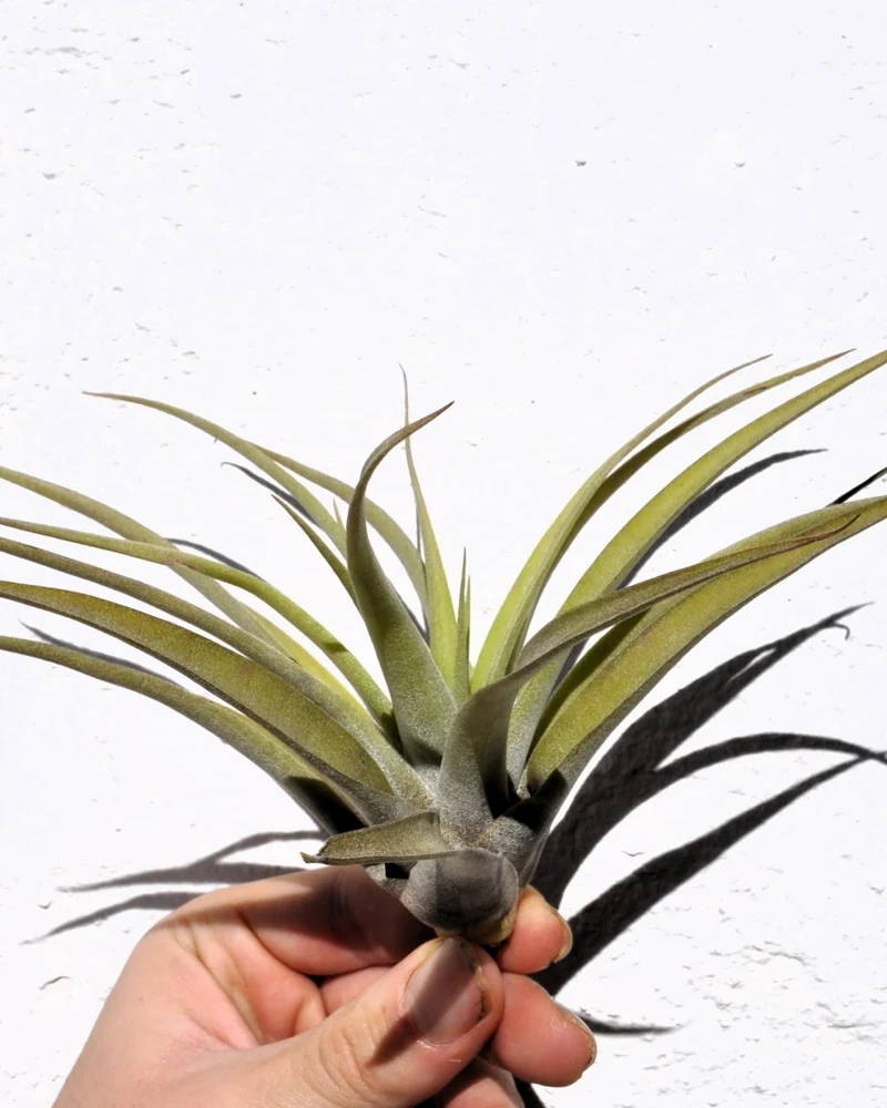 Tillandsia capitata 'Peach'; tillandsia melocotón, planta del aire; Curiosarium; altura 10-20 cm, Diámetro 12-25 cm