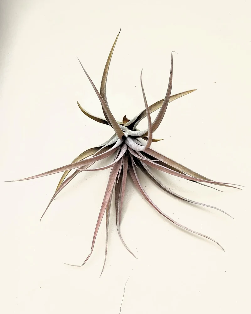 Tillandsia capitata 'Peach'; tillandsia melocotón, planta del aire; Curiosarium; altura 10-20 cm, Diámetro 12-25 cm