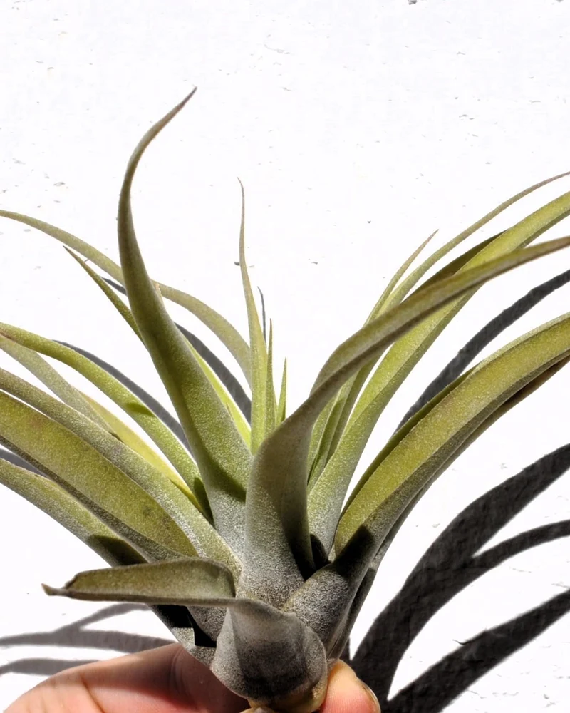 Tillandsia capitata 'Peach'; tillandsia melocotón, planta del aire; Curiosarium; altura 10-20 cm, Diámetro 12-25 cm