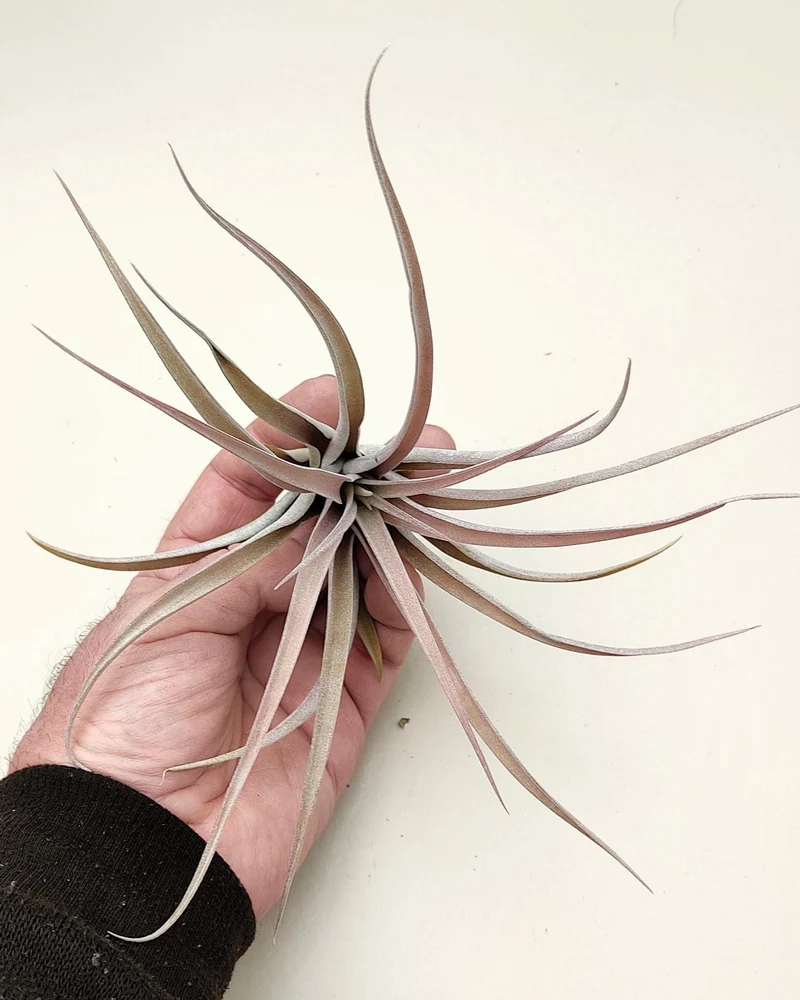 Tillandsia capitata 'Peach'; tillandsia melocotón, planta del aire; Curiosarium; altura 10-20 cm, Diámetro 12-25 cm