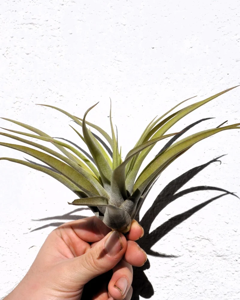 Tillandsia capitata 'Peach'; tillandsia melocotón, planta del aire; Curiosarium; altura 10-20 cm, Diámetro 12-25 cm