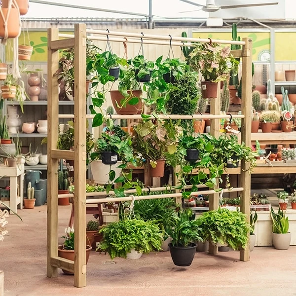Expositor de plantas coglantes Pothus