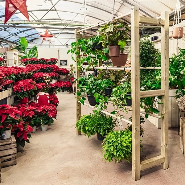 Expositor de plantas coglantes Pothus