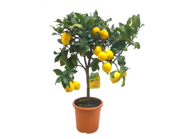 Limonero 4 Estaciones M21 Limon (lunario)