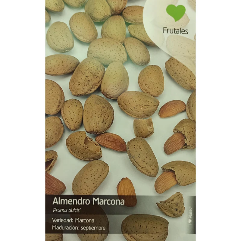Almendro Marcona M25 130cm
