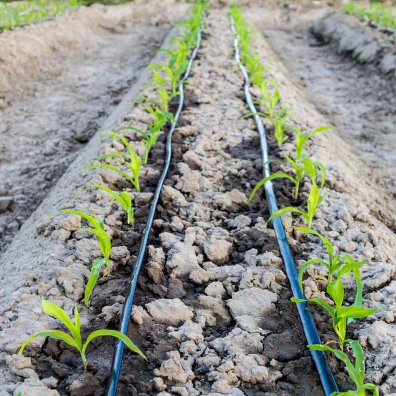 Tubería Agrícola Polietileno (4 BAR; P32). Rollos de 100m