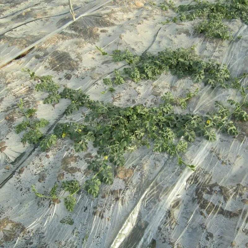 Plástico Agrícola Natural - 492m²