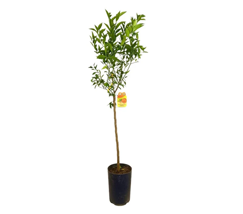 Mandarino Avana Tb20 100-130cm