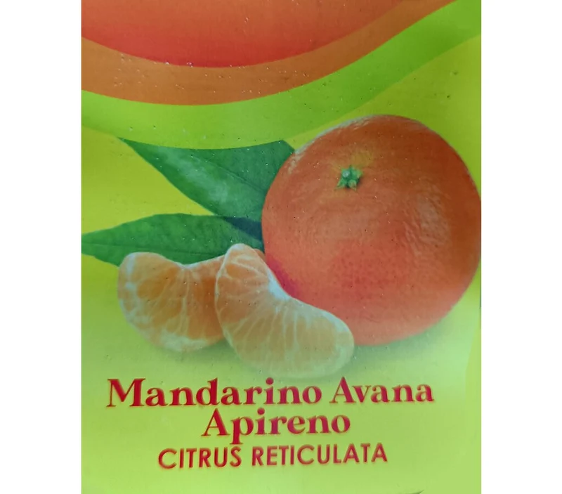 Mandarino Avana Tb20 100-130cm