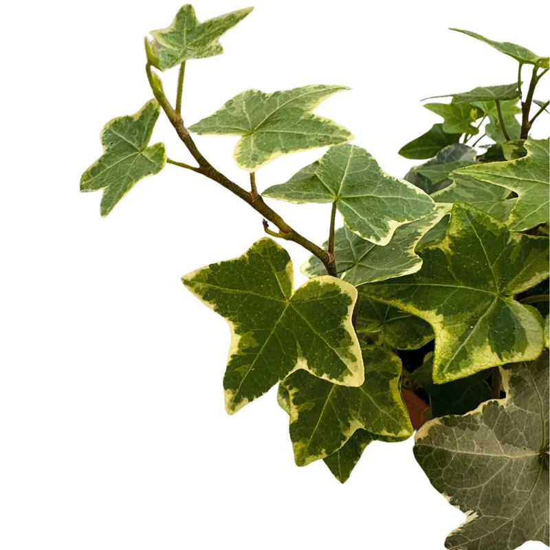 Hiedra Planta De Interior Y Exterior (hedera Spp.)