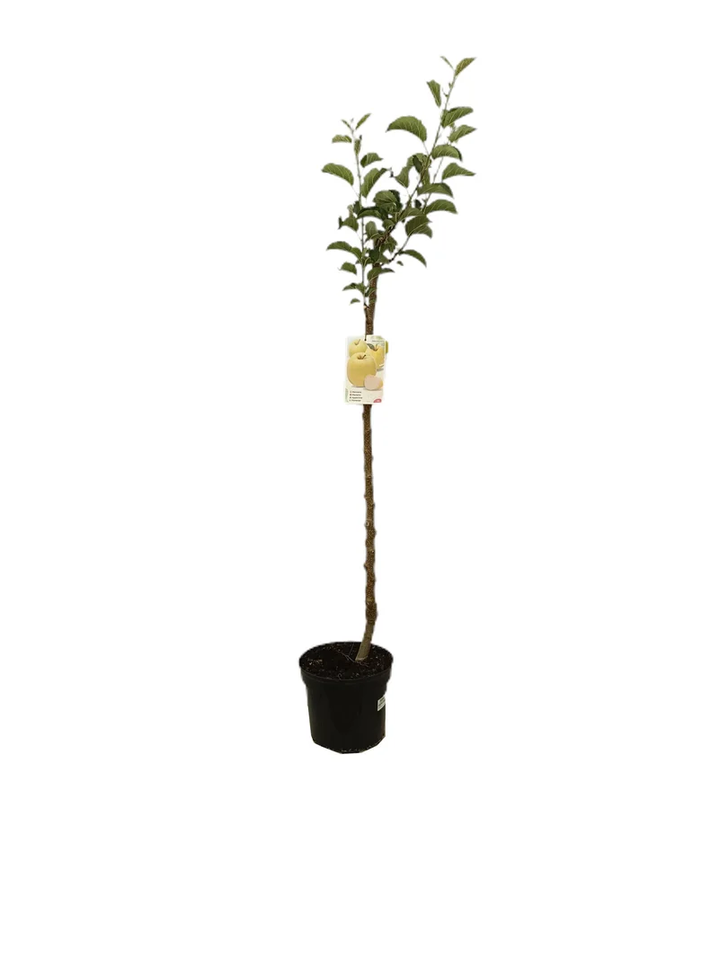 Manzano Golden M25