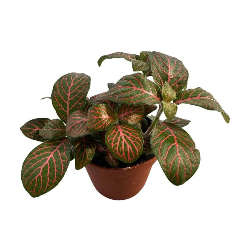 Fittonia Variedad Con Hojas Coloridas
