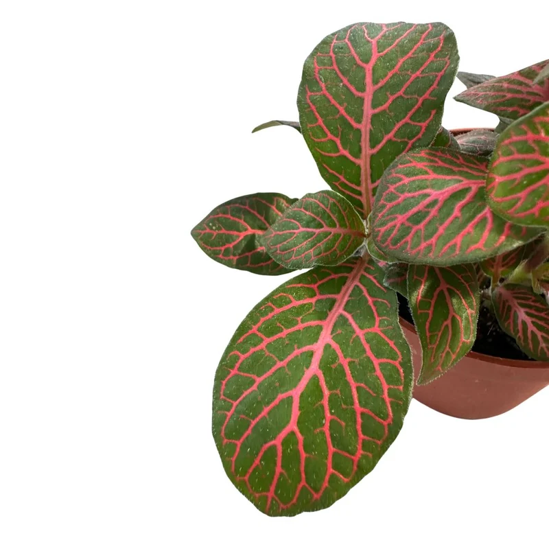 Fittonia Variedad Con Hojas Coloridas
