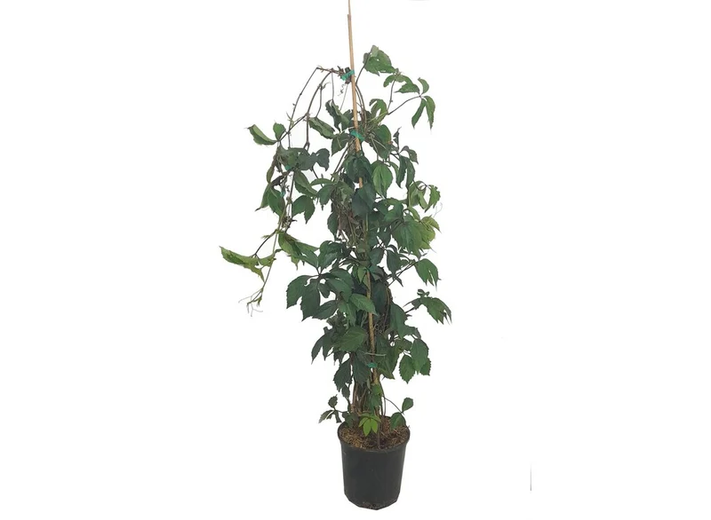 Parthenocissus Tricuspidata M20 (falsa Parra)