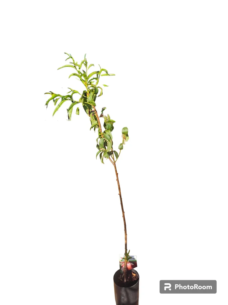 Melocoton Rojo Maceta