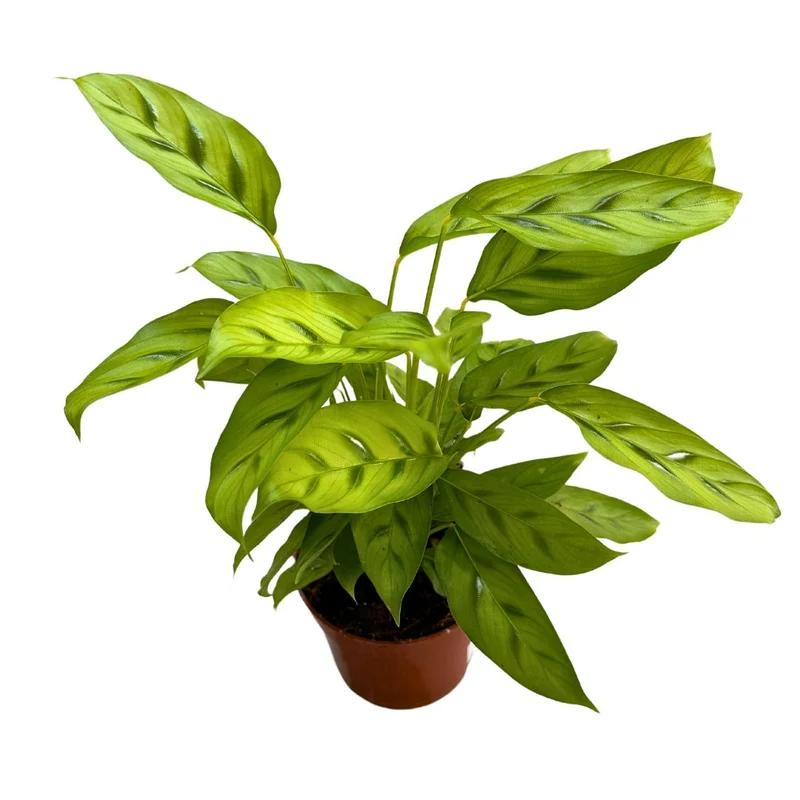 Calathea Leopardina Toque Exótico En Tu Hogar M12