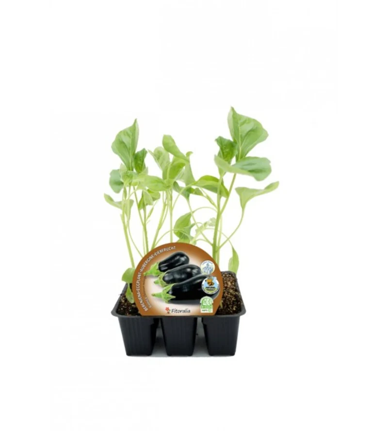 Pack Plantones Berenjena Negra Redonda 6 Ud. Natural - Fitoralia