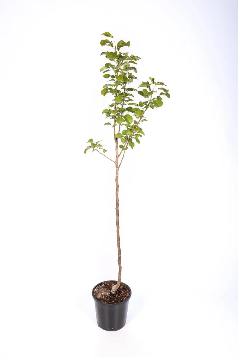 Frutal Pera Ercolini- Planta Natural - Maceta 26cm. - Altura Aprox. 120/150