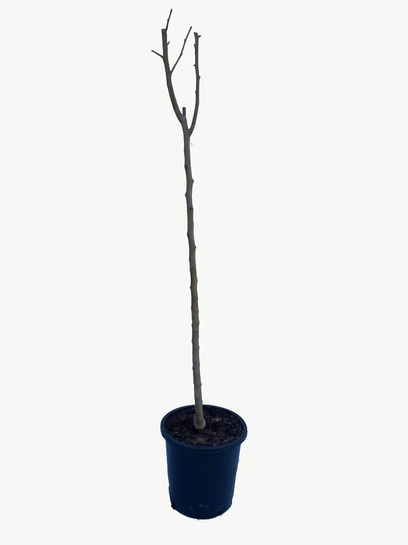 Frutal Pera Ercolini- Planta Natural - Maceta 26cm. - Altura Aprox. 120/150
