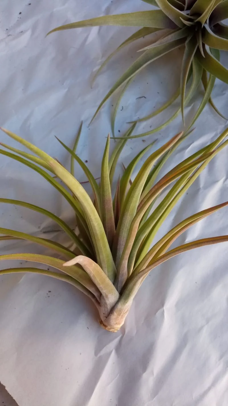 Tillandsia Velutina Clavel Del Aire Tillandsias