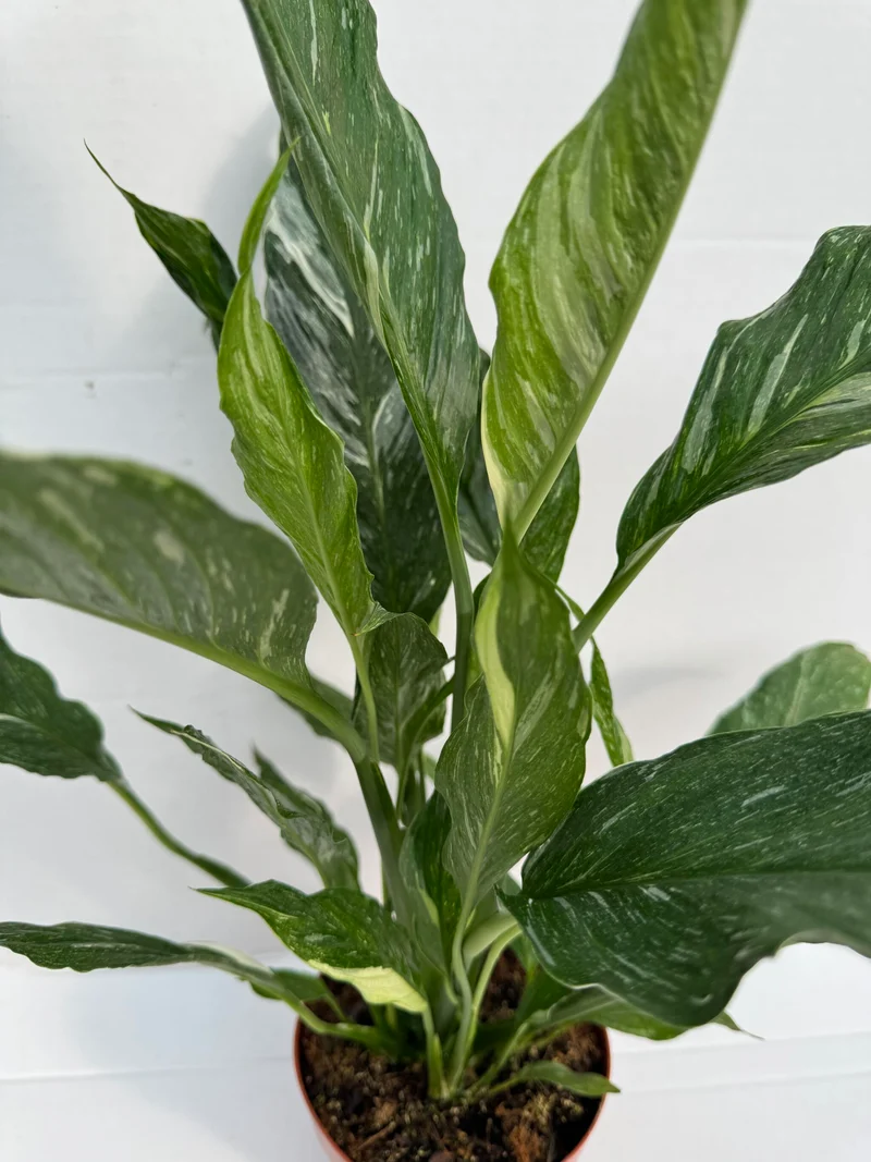 Spatiphyllium Variegata - Spatiphyllium Diamond - Maceta 12cm. - Altura Total Aprox. 45cm.