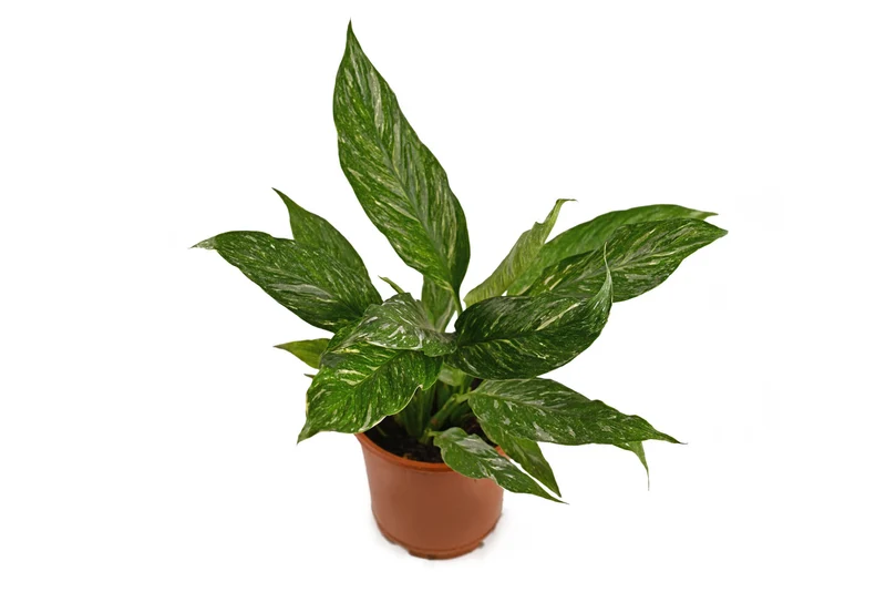 Spatiphyllium Variegata - Spatiphyllium Diamond - Maceta 12cm. - Altura Total Aprox. 45cm.