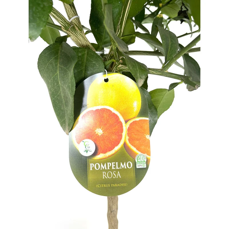 Pomelo Rosa M20 90cm