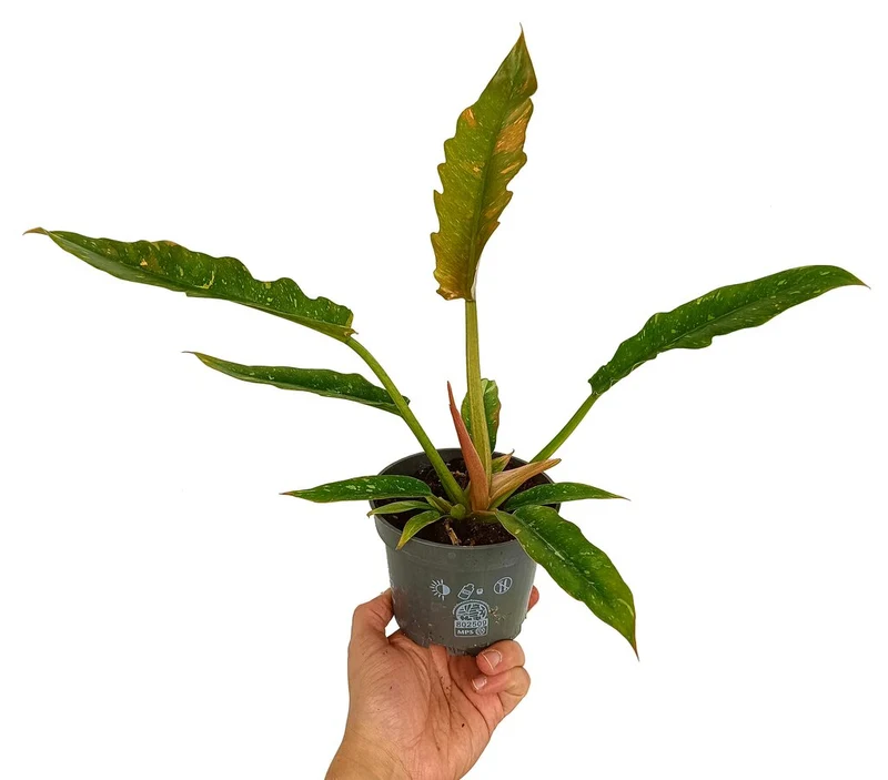 Philodendron Ring Of Fire M12