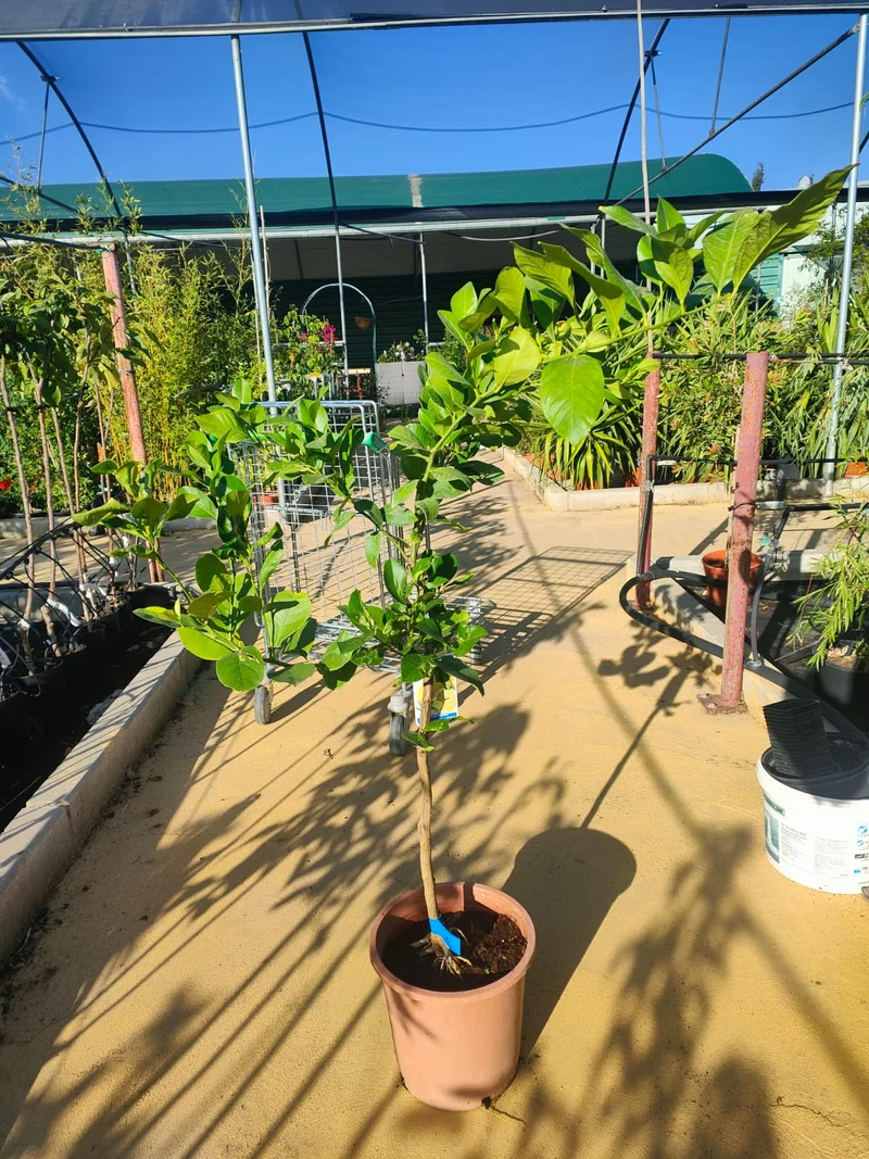 Limonero Lunero Maceta 120 CM