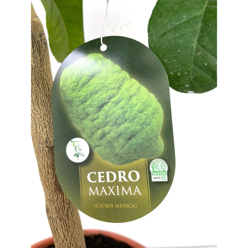 Limonero Medica M21 80-100cm