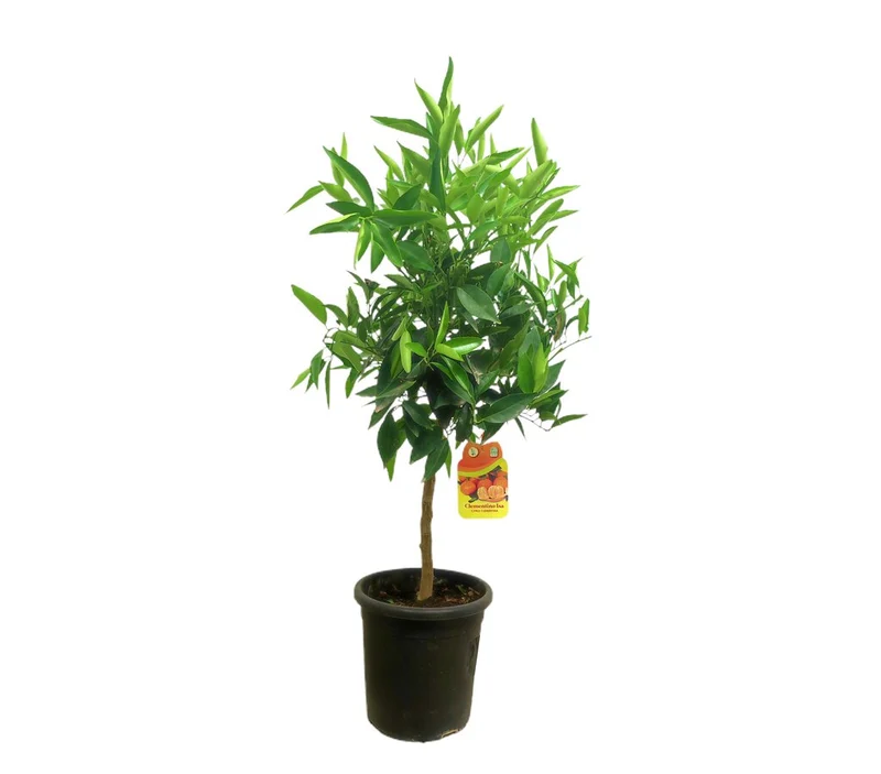 Mandarino Clementina Clemenules M21 65-75cm
