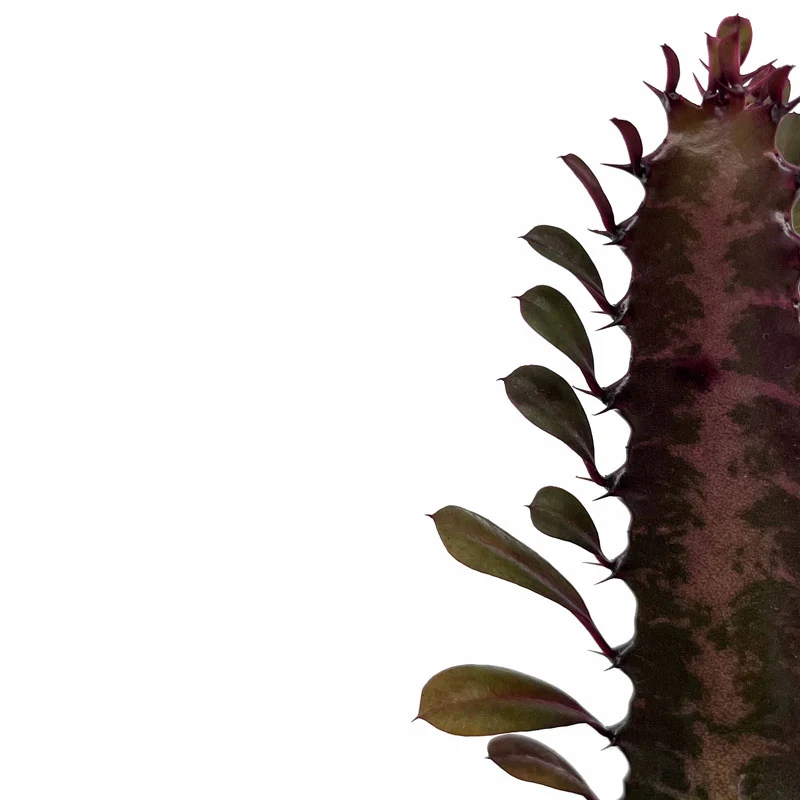 Euphorbia Trigona Rubra Cactus Y Suculentas M8,5 cm Ø
