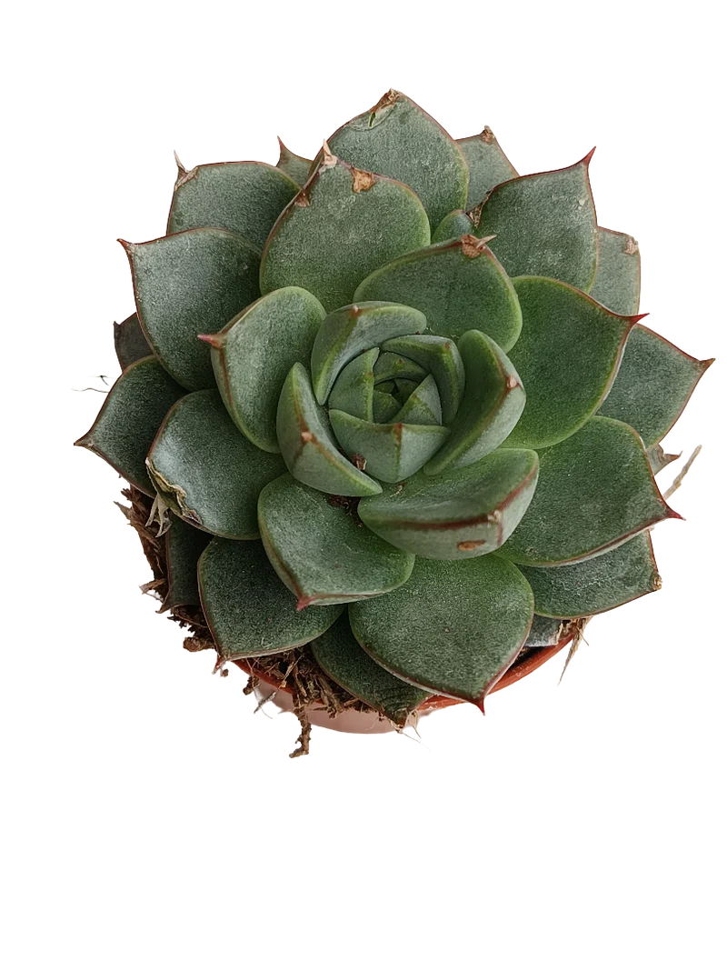 Echeveria Fabiola Planta Suculenta Ø5 Cms