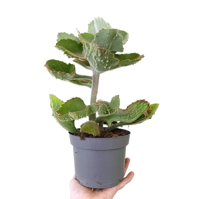 Kalanchoe Beharensis M13