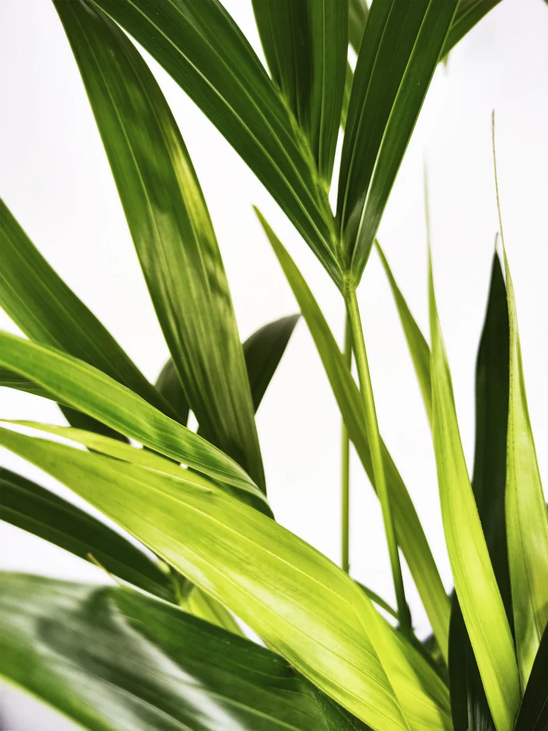 Palmera Kentia | Altura 110cm - Maceta 19cm