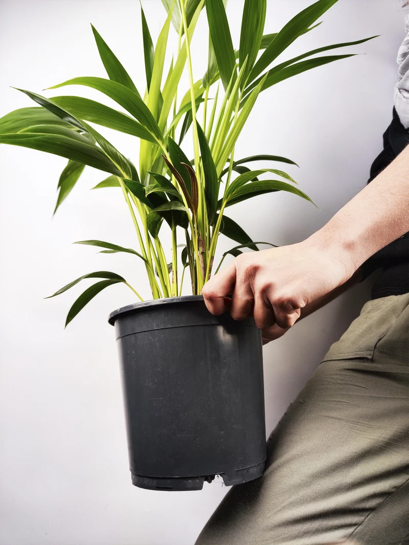 Palmera Kentia | Altura 110cm - Maceta 19cm
