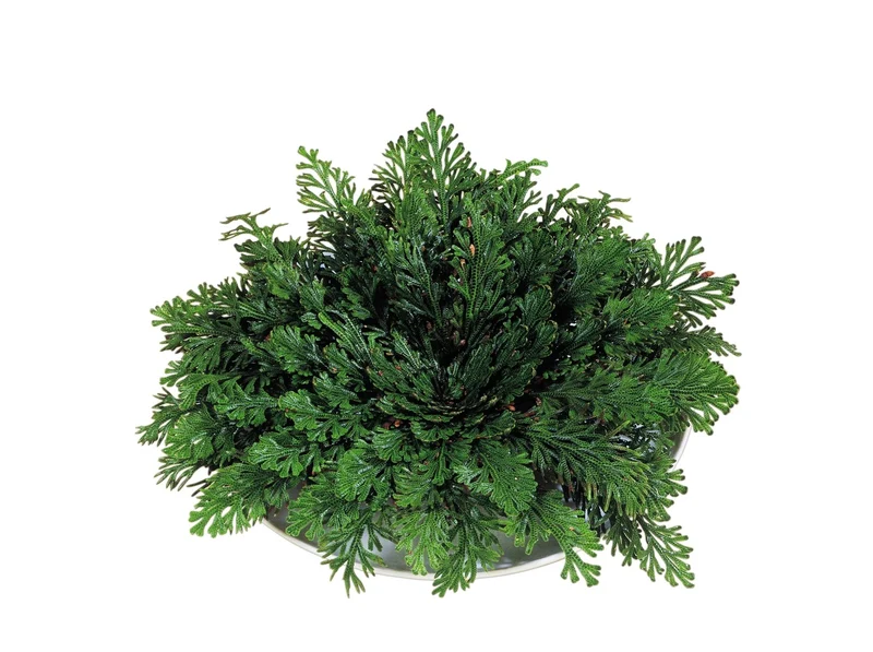 Rose Of Jericho