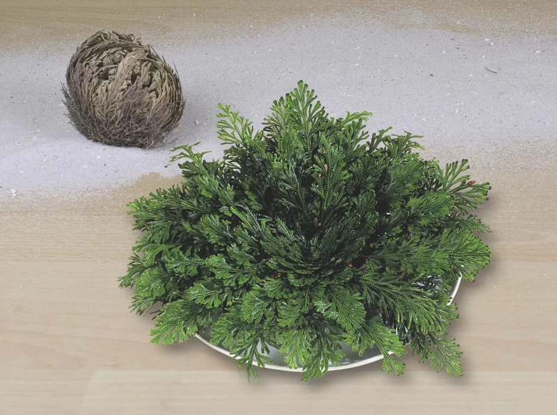 Rose Of Jericho