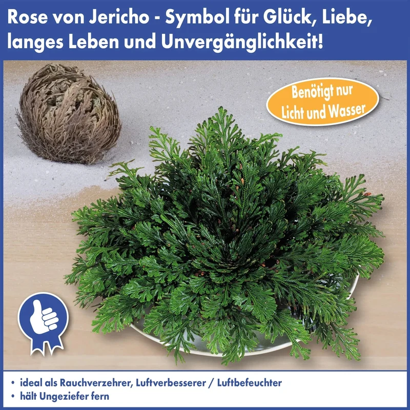 Rose Of Jericho