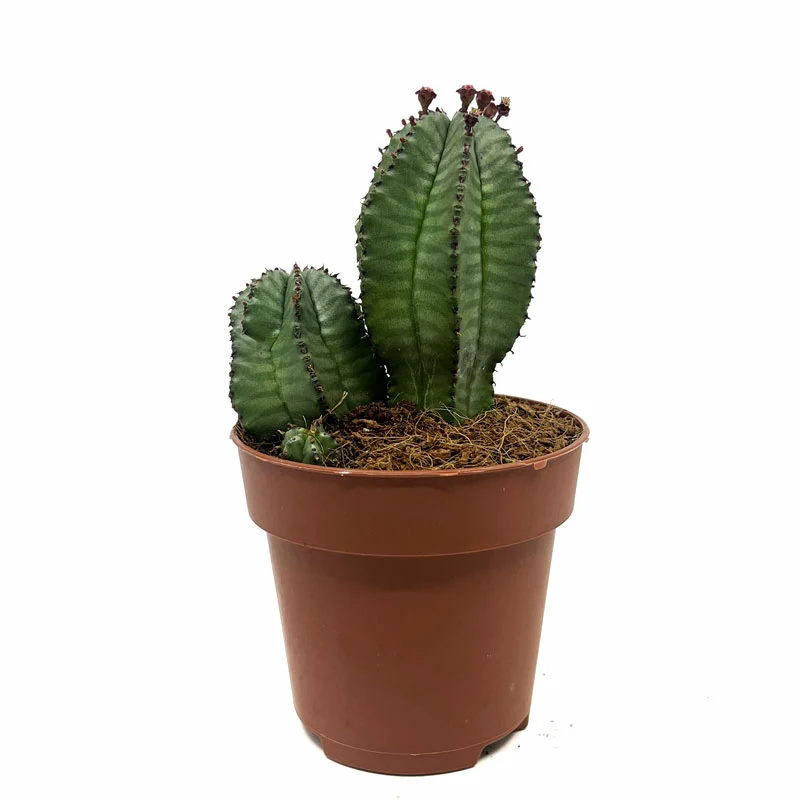 Euphorbia Poligona Variedad Anoplia Cactus Y Suculentas M8,5 cm Ø