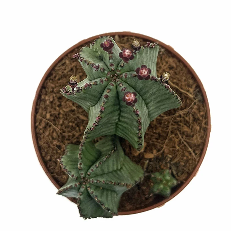 Euphorbia Poligona Variedad Anoplia Cactus Y Suculentas M8,5 cm Ø