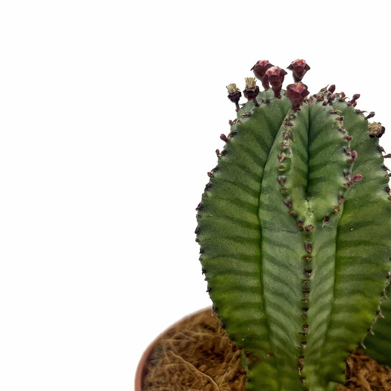 Euphorbia Poligona Variedad Anoplia Cactus Y Suculentas M8,5 cm Ø