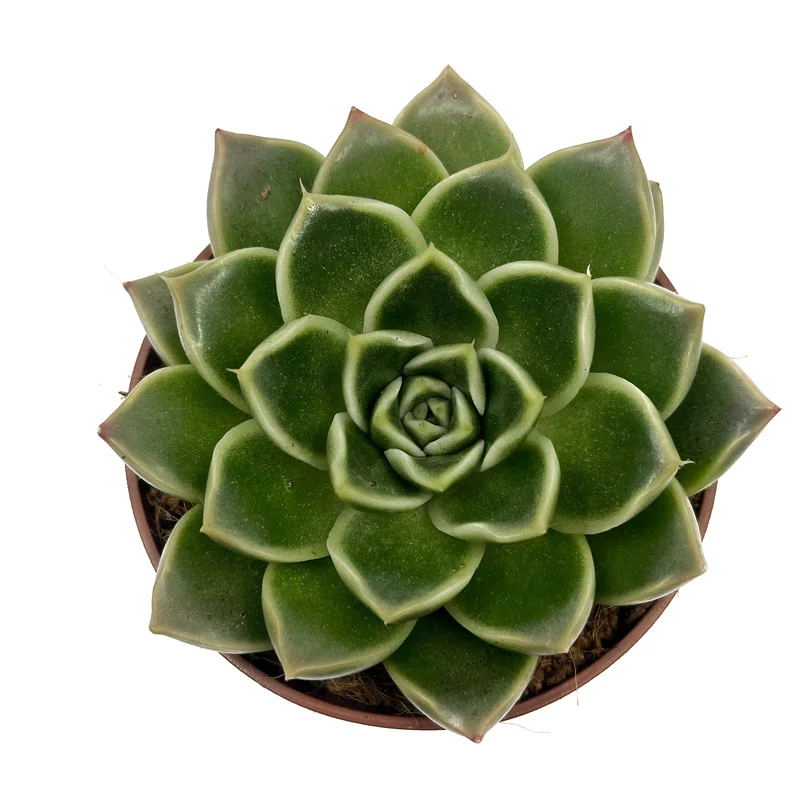 Echeveria Anubis Cactus Y Suculentas M8,5 cm Ø