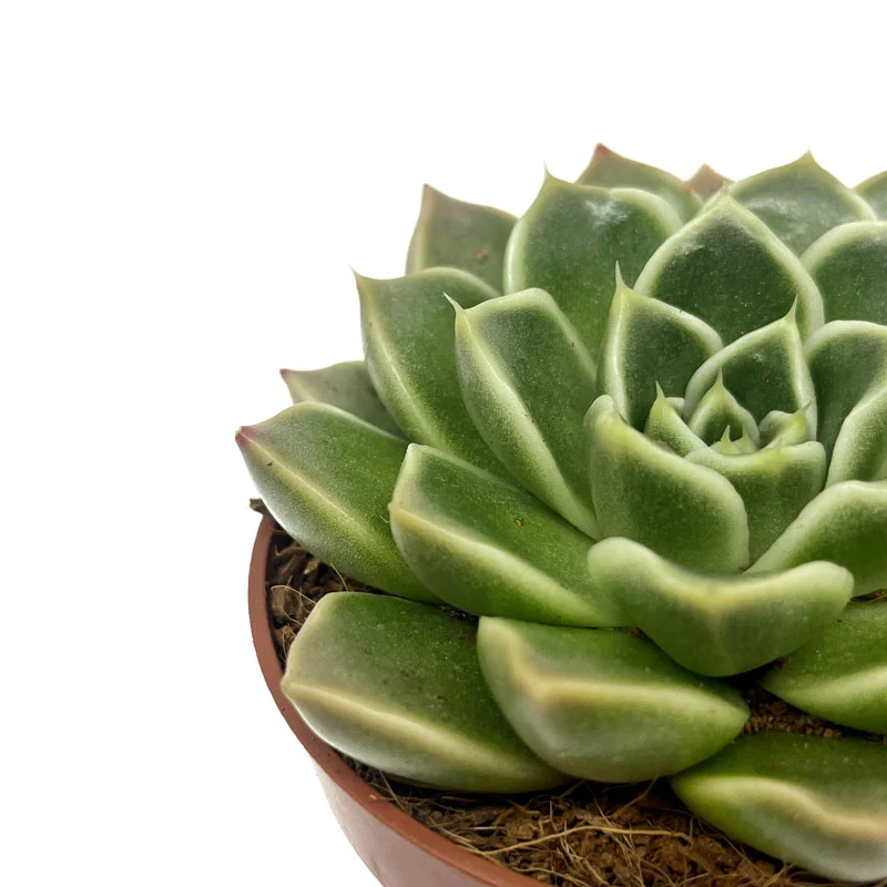 Echeveria Anubis Cactus Y Suculentas M8,5 cm Ø