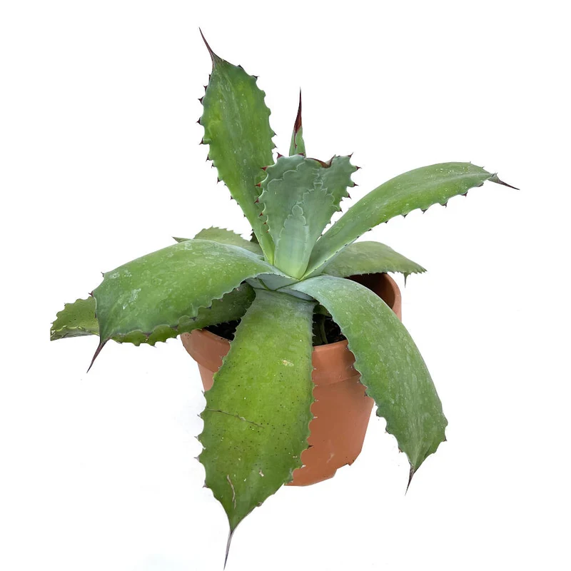 Agave Parryi M20 35cm