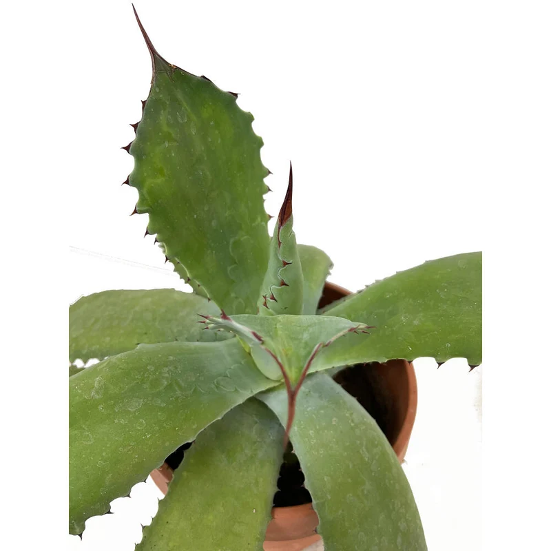 Agave Parryi M20 35cm