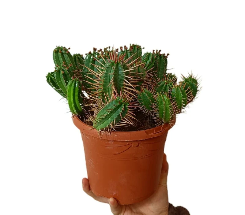 Euphorbia Ferox M17